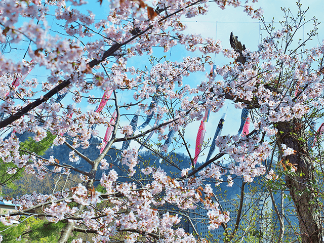定山溪温泉溪流鲤鱼旗