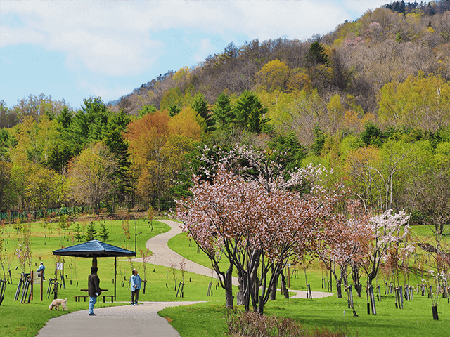 小金汤樱花之森