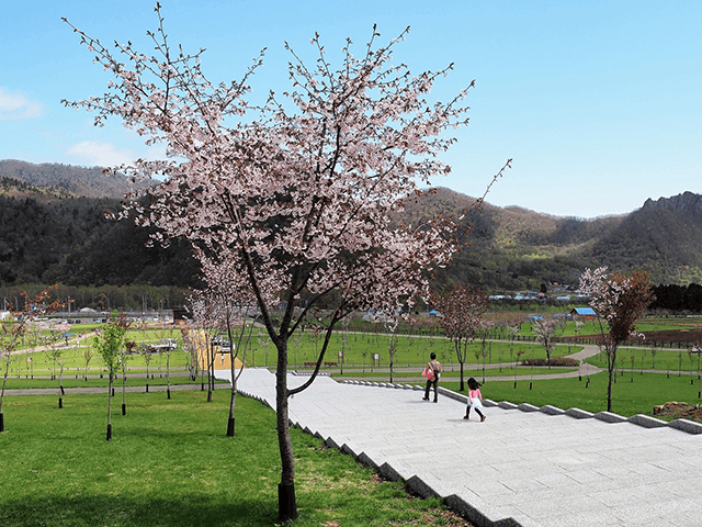 小金汤樱花之森